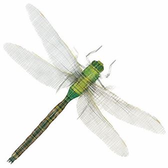 Příběh vážky – GK 55